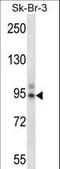 T-Box 3 antibody, LS-C161752, Lifespan Biosciences, Western Blot image 