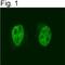 Nuclear Receptor Corepressor 2 antibody, NB300-568, Novus Biologicals, Immunocytochemistry image 