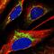 Acyl-CoA Thioesterase 2 antibody, HPA043705, Atlas Antibodies, Immunofluorescence image 