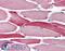 RAR-alpha antibody, 46-267, ProSci, Immunohistochemistry paraffin image 