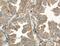 Tryptase Delta 1 antibody, 55239-1-AP, Proteintech Group, Immunohistochemistry frozen image 