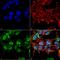 Gamma-Aminobutyric Acid Type A Receptor Alpha2 Subunit antibody, MA5-27702, Invitrogen Antibodies, Immunofluorescence image 