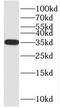 Protein Serine Kinase H2 antibody, FNab06859, FineTest, Western Blot image 
