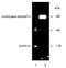 Small Ubiquitin Like Modifier 2 antibody, LS-C343816, Lifespan Biosciences, Western Blot image 