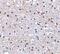 Programmed Cell Death 1 antibody, PA5-20350, Invitrogen Antibodies, Immunohistochemistry frozen image 