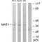 MNAT1 Component Of CDK Activating Kinase antibody, PA5-49811, Invitrogen Antibodies, Western Blot image 