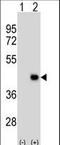 Developmental Pluripotency Associated 2 antibody, LS-C167521, Lifespan Biosciences, Western Blot image 