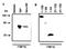 TATA-Box Binding Protein antibody, 70102, QED Bioscience, Western Blot image 