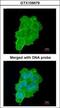 Ubiquitin Recognition Factor In ER Associated Degradation 1 antibody, GTX109579, GeneTex, Immunofluorescence image 