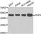 PHD Finger Protein 6 antibody, orb247946, Biorbyt, Western Blot image 