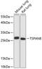 Tetraspanin 8 antibody, GTX66188, GeneTex, Western Blot image 