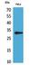 CD37 Molecule antibody, A05276, Boster Biological Technology, Western Blot image 