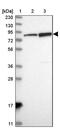 Pseudouridine Synthase 7 antibody, PA5-54983, Invitrogen Antibodies, Western Blot image 