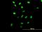RRN3 Homolog, RNA Polymerase I Transcription Factor antibody, H00054700-B01P, Novus Biologicals, Immunocytochemistry image 