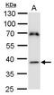 Transcription Factor B1, Mitochondrial antibody, PA5-35994, Invitrogen Antibodies, Western Blot image 