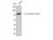 Tumor Protein P73 antibody, STJ90153, St John