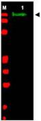 Slit Guidance Ligand 2 antibody, ab7665, Abcam, Western Blot image 