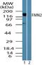 Formin 2 antibody, ab72052, Abcam, Western Blot image 