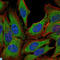 Nuclear Receptor Subfamily 3 Group C Member 1 antibody, LS-C812630, Lifespan Biosciences, Immunofluorescence image 