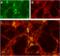Acid Sensing Ion Channel Subunit 1 antibody, GTX54804, GeneTex, Immunohistochemistry frozen image 