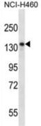 Nardilysin Convertase antibody, abx027764, Abbexa, Western Blot image 