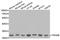 Tyrosine 3-Monooxygenase/Tryptophan 5-Monooxygenase Activation Protein Beta antibody, A1023, ABclonal Technology, Western Blot image 