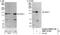 WD Repeat Domain 11 antibody, NBP1-41103, Novus Biologicals, Western Blot image 