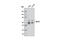 Nuclear Factor I C antibody, 11911S, Cell Signaling Technology, Western Blot image 