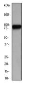 Heat Shock Transcription Factor 1 antibody, ab52757, Abcam, Western Blot image 