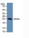 Interferon Beta 1 antibody, abx131928, Abbexa, Western Blot image 