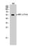 Myocyte Enhancer Factor 2A antibody, STJ90324, St John