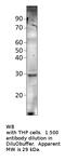 Killer Cell Lectin Like Receptor K1 antibody, MBS540582, MyBioSource, Western Blot image 
