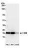 Fas Apoptotic Inhibitory Molecule antibody, A305-294A, Bethyl Labs, Western Blot image 