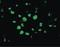 Apoptotic Peptidase Activating Factor 1 antibody, LS-C284, Lifespan Biosciences, Immunofluorescence image 