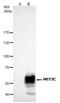 Myocyte Enhancer Factor 2C antibody, GTX105433, GeneTex, Immunoprecipitation image 