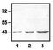 Erk1 antibody, GTX82557, GeneTex, Western Blot image 