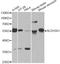 Aldehyde Dehydrogenase 3 Family Member A1 antibody, A13275, ABclonal Technology, Western Blot image 