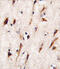 MOB Kinase Activator 1B antibody, 62-608, ProSci, Immunofluorescence image 