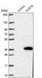 Nudix Hydrolase 6 antibody, PA5-58694, Invitrogen Antibodies, Western Blot image 