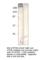 Mechanistic Target Of Rapamycin Kinase antibody, MTOR-101AP, FabGennix, Western Blot image 