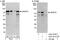 WD Repeat Domain 70 antibody, A301-871A, Bethyl Labs, Western Blot image 