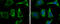 FAS antibody, GTX629761, GeneTex, Immunofluorescence image 