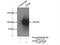Adaptor Related Protein Complex 2 Subunit Beta 1 antibody, 15690-1-AP, Proteintech Group, Immunoprecipitation image 