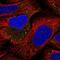 Interleukin 1 Receptor Associated Kinase 2 antibody, NBP2-38629, Novus Biologicals, Immunocytochemistry image 