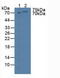 T-Box 3 antibody, LS-C297829, Lifespan Biosciences, Western Blot image 