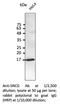 Synuclein Gamma antibody, AB0287-100, SICGEN, Western Blot image 