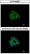 Signal Transducing Adaptor Family Member 2 antibody, GTX106287, GeneTex, Immunocytochemistry image 