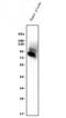 Afamin antibody, A00275-2, Boster Biological Technology, Western Blot image 