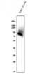 Alpha-albumin antibody, A00275-2, Boster Biological Technology, Western Blot image 