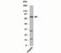 TGF-Beta Activated Kinase 1 (MAP3K7) Binding Protein 3 antibody, N1201-100UG, NSJ Bioreagents, Western Blot image 